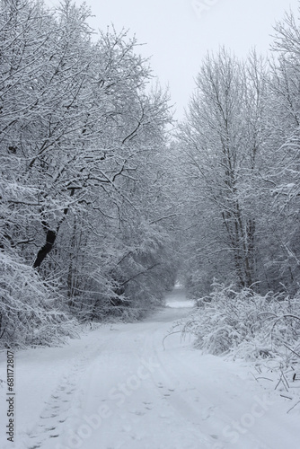 The road in the snowy forest.