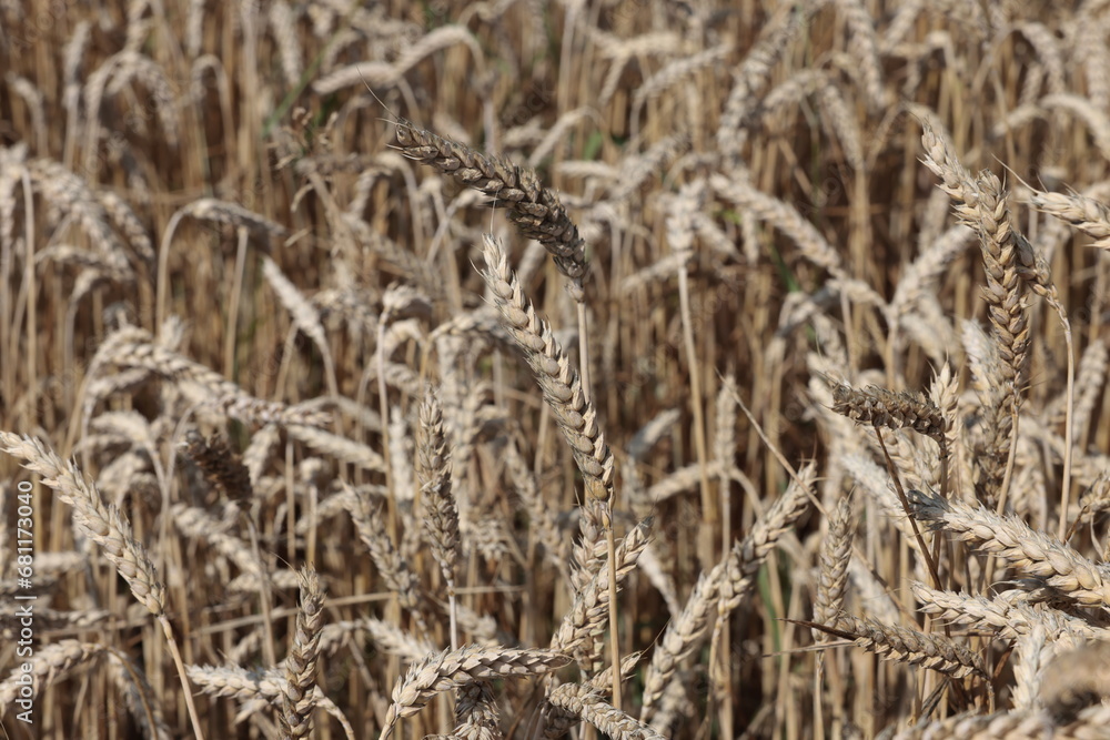 Fototapeta premium gewächs getriedefeld sommer grün wachstum