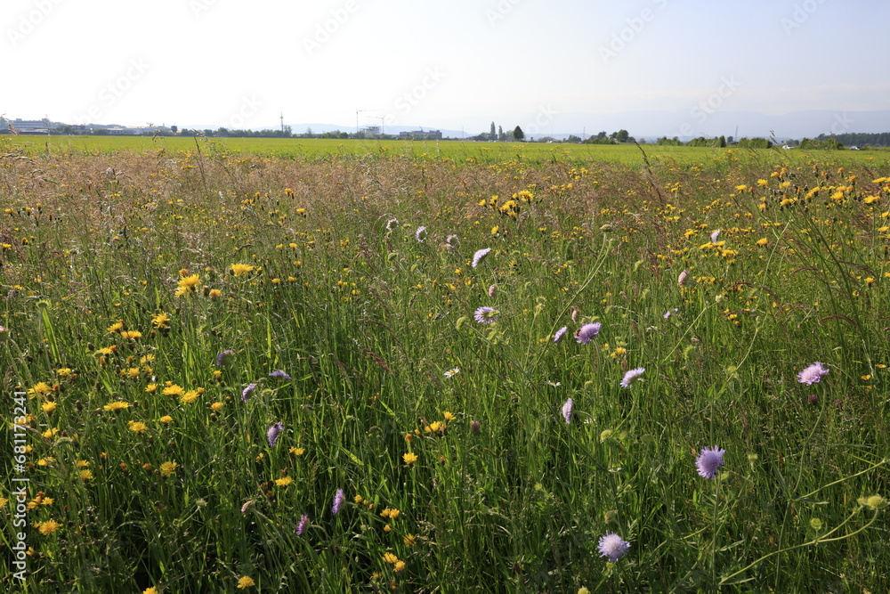 Fototapeta premium gras naturwiese blumen samen sommer