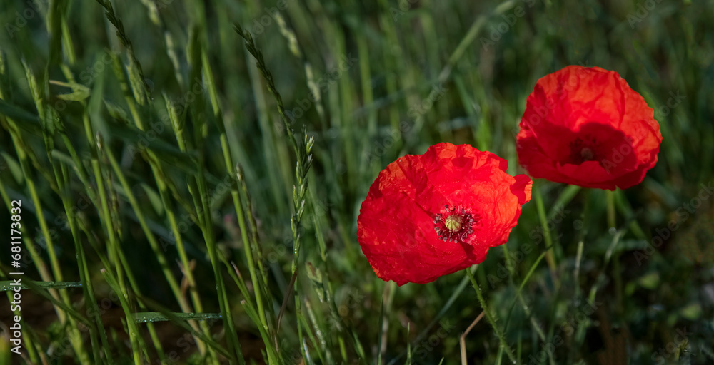 Poppies and flower buds on a gray field. Glyph of Remembrance. Background for a postcard. Red poppy as a symbol of the memory of the victims of the war. Poppies and flower buds on a gray field. Glyph of Remembrance. Background for a postcard. Red poppy as a symbol of the memory of the victims of the war.