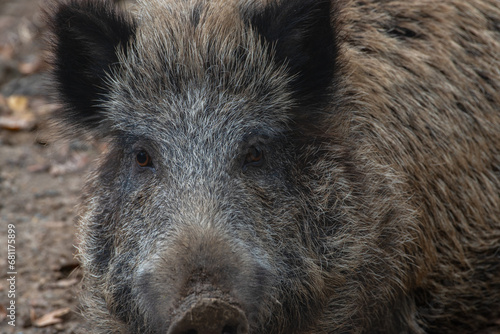 Wallpaper Mural Wildschwein Portrait Torontodigital.ca