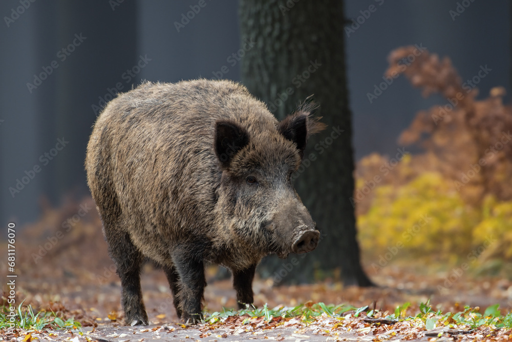 Wildschwein im Herbst