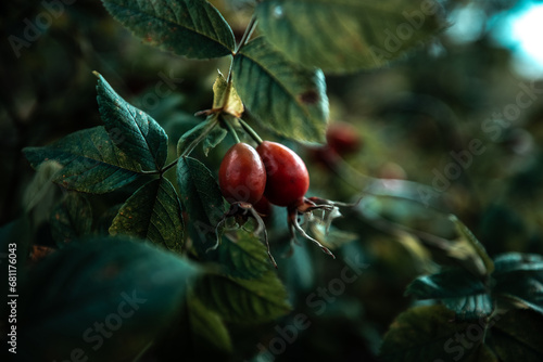 Rose Hip