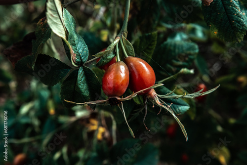 Rose Hip