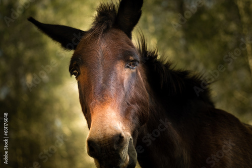 Gentle Burro: A Mule's Portrait. Hinny. Jack. Hybrid animal.