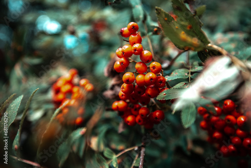 Rowan Berries