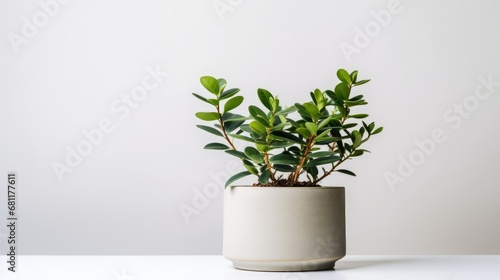Plants Growing in Pots Minimalist Background Indoor Photography