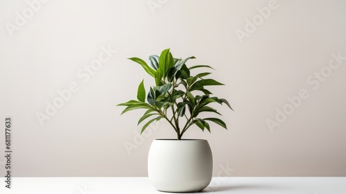 Plants Growing in Pots Minimalist Background Indoor Photography