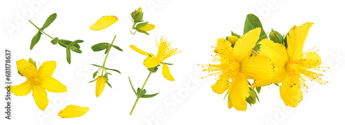 saint john's wort or Hypericum flowers isolated on white background. Top view. Flat lay photo