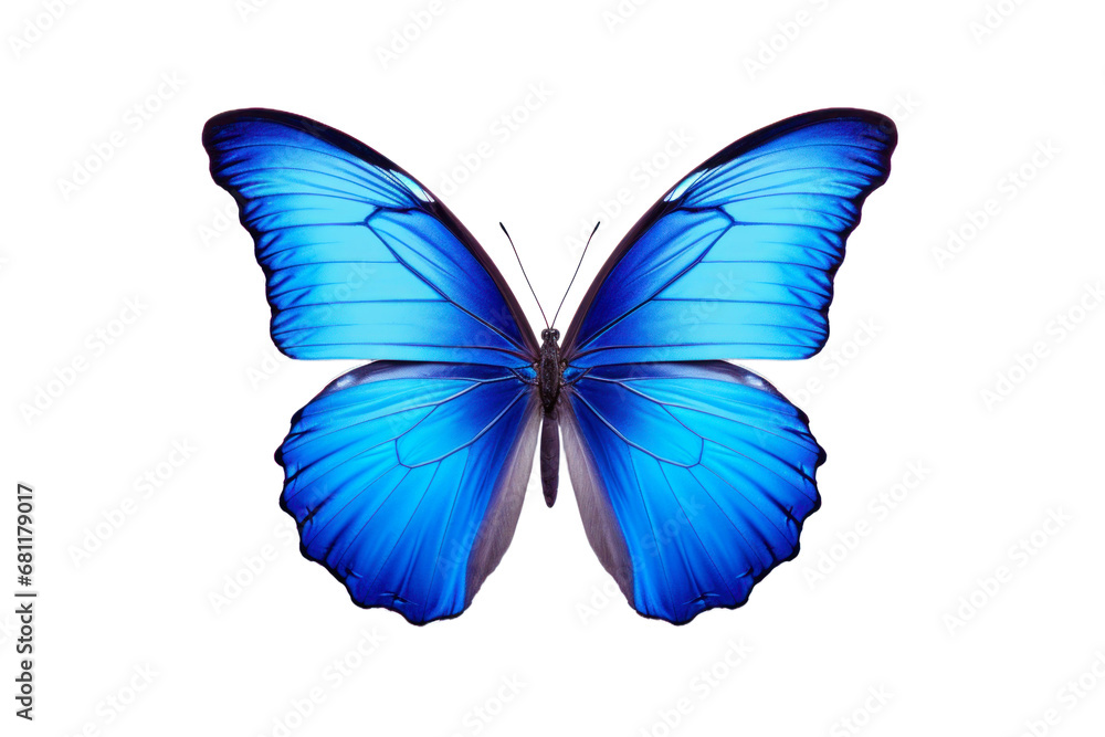 Beautiful color butterfly isolated on a transparent background