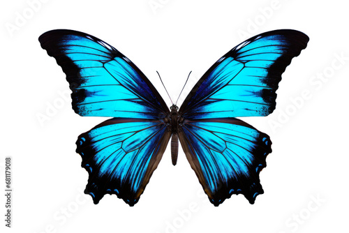 Beautiful color butterfly isolated on a transparent background © Starkreal
