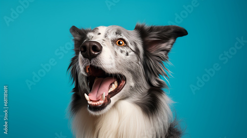 Portrait of an adorable Border Collie smiling isolated on blue wall background. © jcalvera