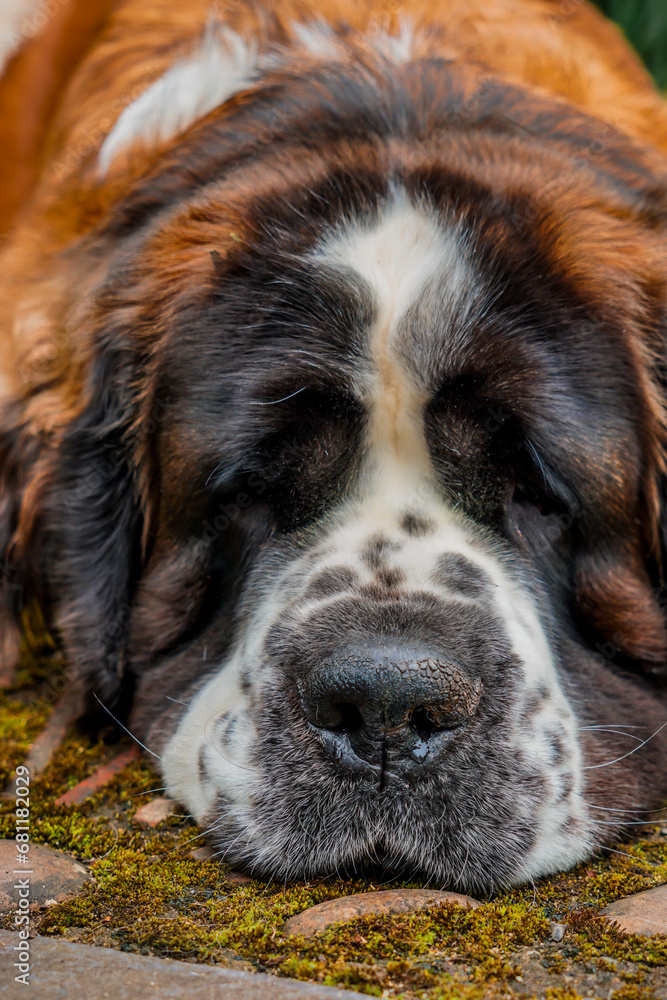 portrait of a saint bernard dog portrait of a saint bernard dog