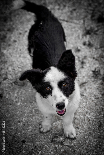 Quadro su tela portrait of a black and white smiling dog, puppy