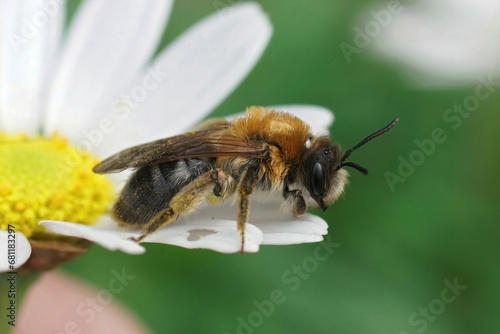 Closeup shot of a female gray patched mining bee Andrena nitida, sitting on a white flower © Henk