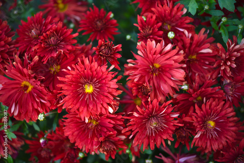 A bouquet of beautiful bright red chrysanthemum flowers in a green garden. Large red flowers.