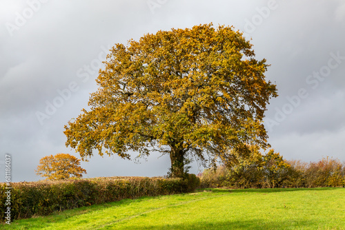 An oak tree with sutumn leaves in the sunshine, with a moody sky overhead photo