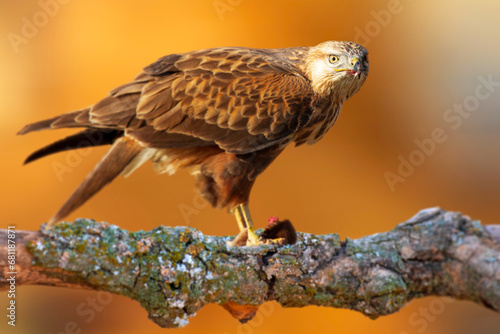 A bird of prey preparing to eat its prey. Buzzard. Colorful nature background. 