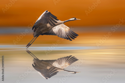 A crane starting to fly over the water. Colorful nature background.  photo