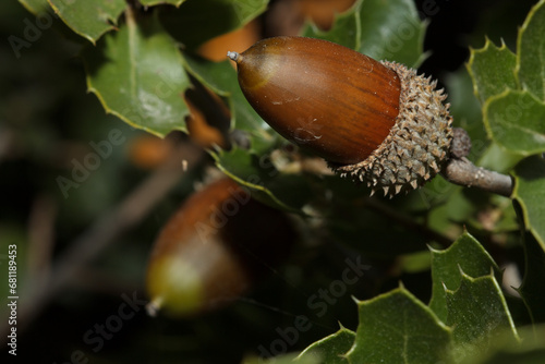 Bellotas del arbusto Quercus coccifera tipico del bosque mediterráneo. España photo