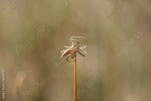 Foto Pequeña araña parecida a un cangrejo de río en el extremo de un tallo de planta