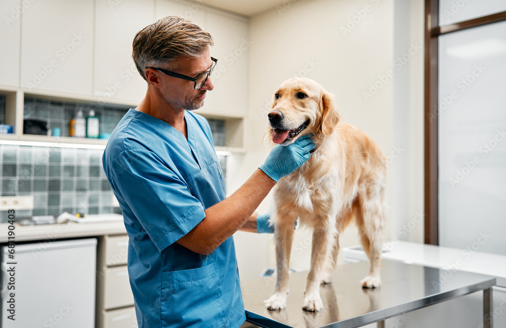 Animals for examination and treatment in the veterinary clinic Animals for examination and treatment in the veterinary clinic