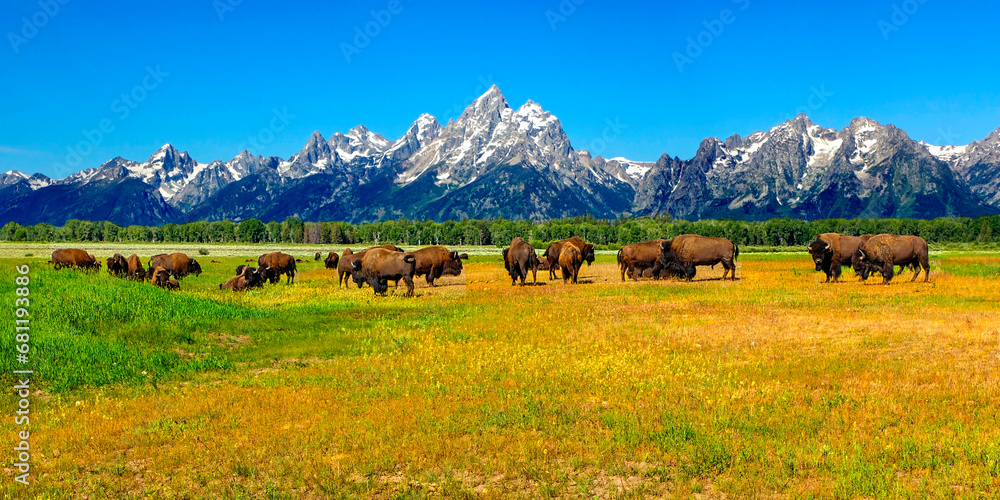 Fototapeta premium Buffalo in the Tetons
