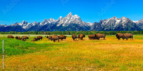 Buffalo in the Tetons