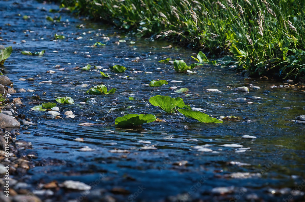 Small river (stream) in the evergreen forest. Crystal clear water, rocks, moss, fern, plants close-up. Natural textures. Atmospheric landscape. Pure nature, environment, ecology Small river (stream) in the evergreen forest. Crystal clear water, rocks, moss, fern, plants close-up. Natural textures. Atmospheric landscape. Pure nature, environment, ecology