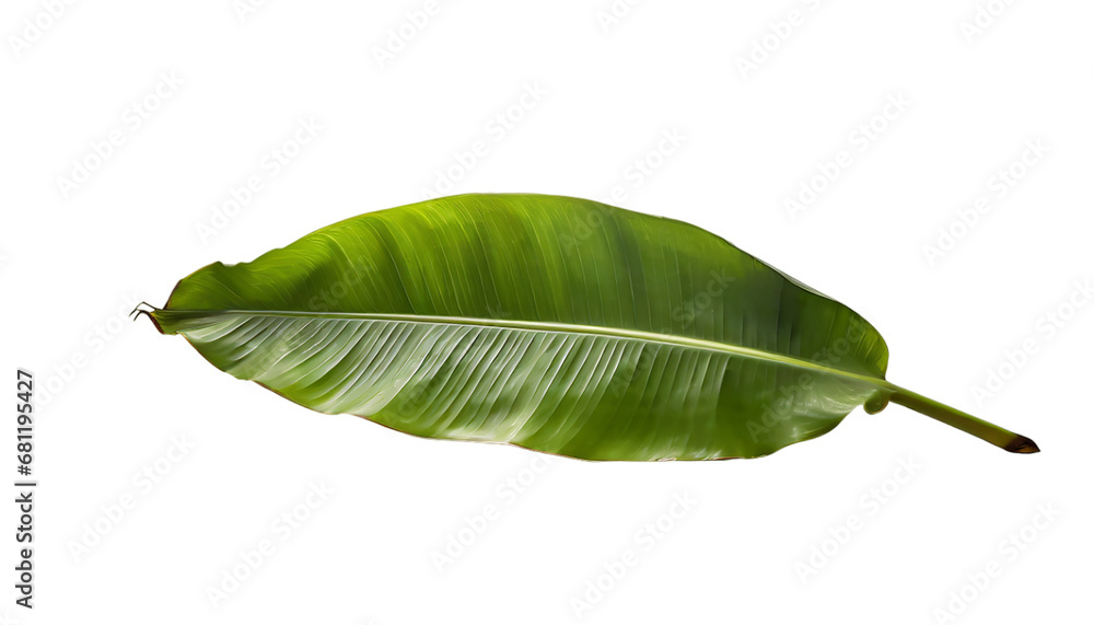Fototapeta premium Green Banana Leaf Isolated On Transparent Background Png