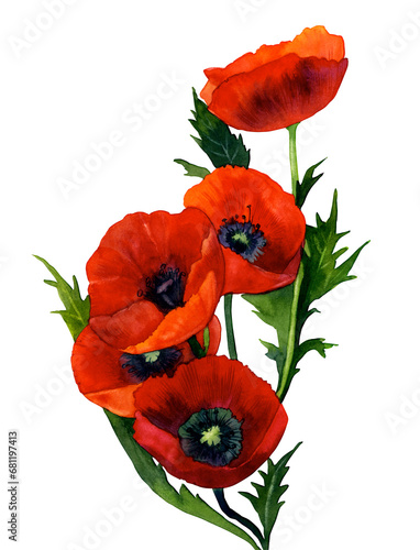 Watercolor Poppies on a light background. Illustration with red Flowers. Greeting cards, flowers, gardening