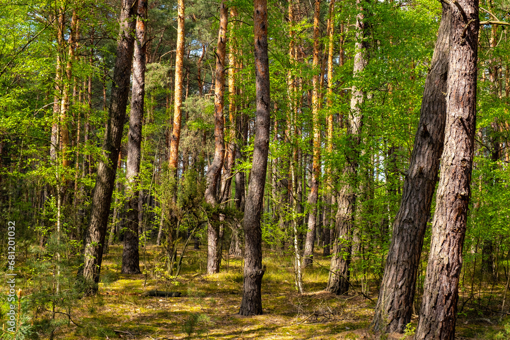 Obraz premium Summer mixed European wood thicket landscape of Kampinos Forest in Izabelin near Warsaw in Mazovia region of central Poland