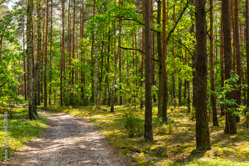 Summer mixed European wood thicket landscape of Kampinos Forest in Palmiry near Warsaw in Mazovia region of central Poland photo