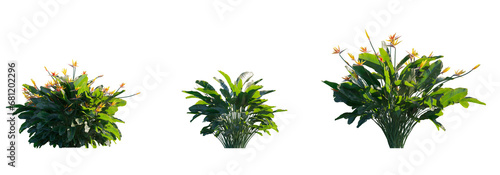 Strelitzia reginae (bird of paradise, crane flower, isigude) Herbaceous evergreen perennial plant isolated png on a transparent background perfectly cutout high resolution photo