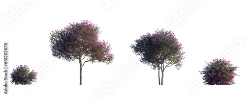 Tibouchina semidecandra (organensis, semi-decandra) Glory bush, Purple glory tree  isolated png on a transparent background perfectly cutout photo
