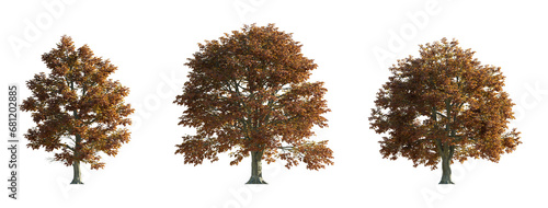 Fagus sylvatica (Common Beech, European Beech) Roseomarginata set of large trees isolated png on a transparent background premium cutout Fagaceae 