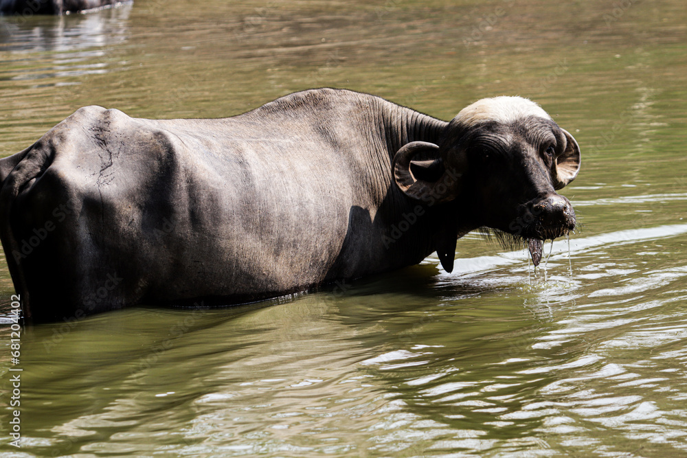 Adult water buffalo close up on head looking into camera landscape stock photo Adult water buffalo close up on head looking into camera landscape stock photo