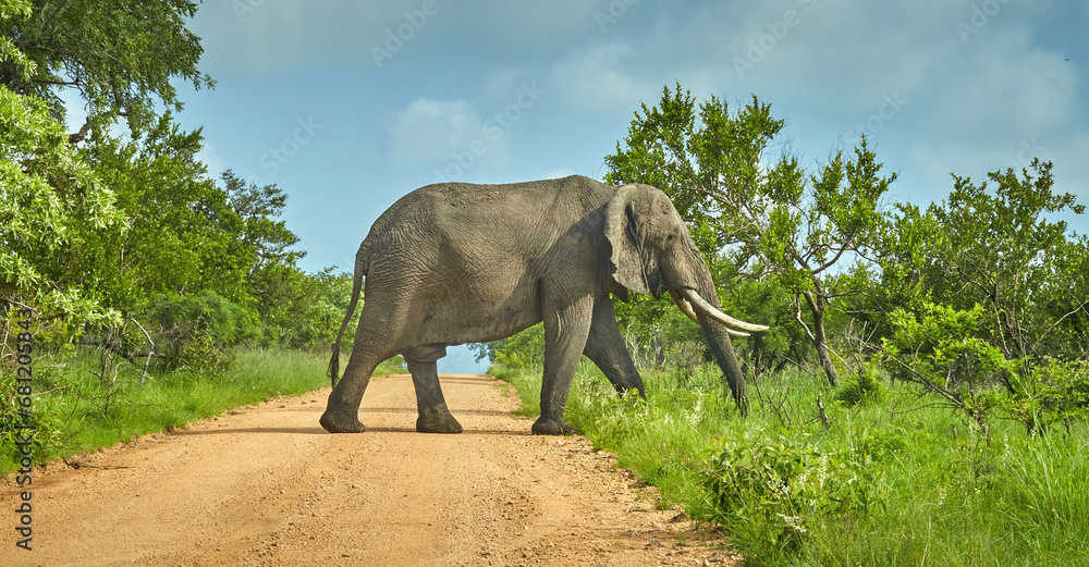 Fototapeta premium Bull Elephant Crossing a Road in South Africa