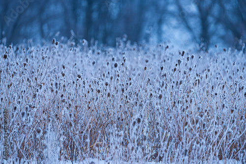 Rime Frost