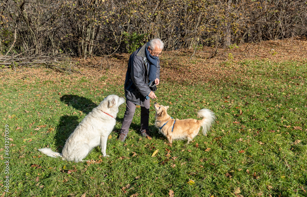 Senior man is feeding dogs on the lawn. Senior man is feeding dogs on the lawn.