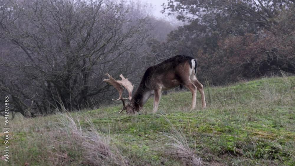 Beautiful deer with big horns walk in the forest, park. Deer eat grass. Beautiful foggy morning. Deer graze on the lawn. National Park with animals, deer. Beautiful deer with big horns walk in the forest, park. Deer eat grass. Beautiful foggy morning. Deer graze on the lawn. National Park with animals, deer.