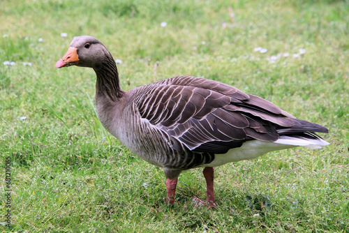 A close up of a Greylag Goose