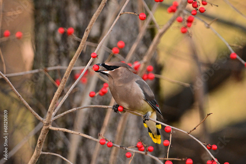 Close up of a colorful Cedar Waxwing bird eating red berries 
