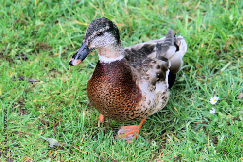 A Duck on the grass