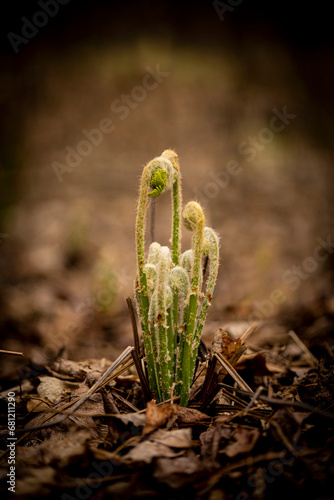 Young Fern