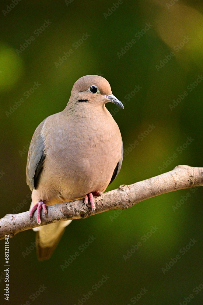 Mourning Dove perched on a branch along the edge of a forest Mourning Dove perched on a branch along the edge of a forest