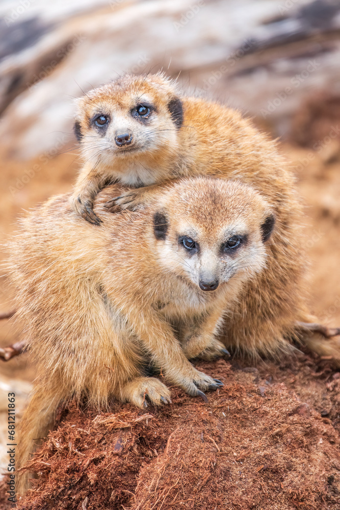 Fototapeta premium A group of cute meerkats. Meerkat Family are sunbathing.