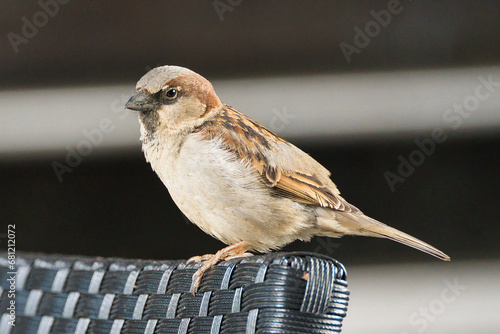 Close-up of a sparrow on the edge of a chair