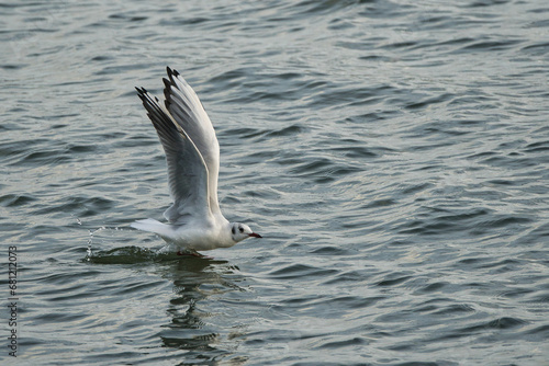head gull takes off from the water, close-up with splashing water