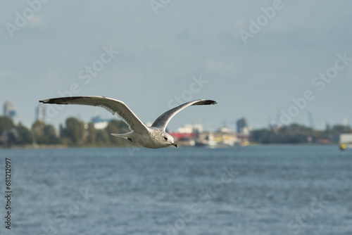 Flying head gull above the water of the port of Rotterdam, close-up
